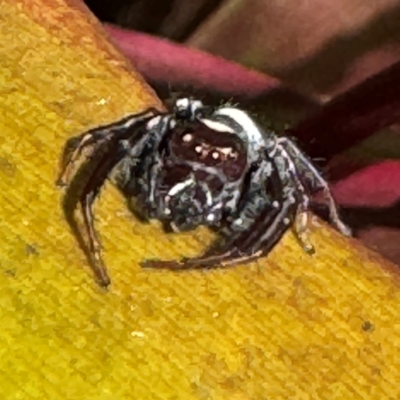 Opisthoncus sp. (genus) (Opisthoncus jumping spider) at Alstonville, NSW - 1 Aug 2024 by Hejor1