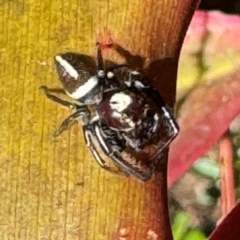 Opisthoncus sp. (genus) at Alstonville, NSW - 1 Aug 2024 09:36 AM