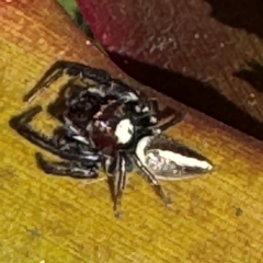 Opisthoncus sp. (genus) at Alstonville, NSW - 1 Aug 2024 09:36 AM