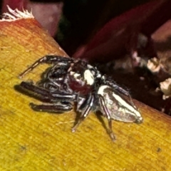 Opisthoncus sp. (genus) at Alstonville, NSW - 1 Aug 2024 09:36 AM