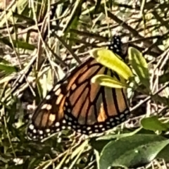 Danaus plexippus (Monarch) at Alstonville, NSW - 1 Aug 2024 by Hejor1