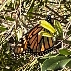 Danaus plexippus at Alstonville, NSW - 1 Aug 2024 08:58 AM