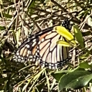 Danaus plexippus at Alstonville, NSW - 1 Aug 2024