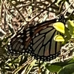 Danaus plexippus at Alstonville, NSW - 1 Aug 2024 08:58 AM