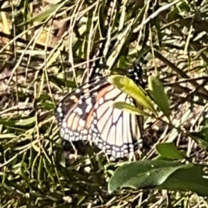 Danaus plexippus at Alstonville, NSW - 1 Aug 2024 08:58 AM