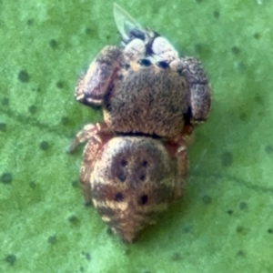 Simaethula sp. (genus) at Alstonville, NSW - 1 Aug 2024 08:21 AM