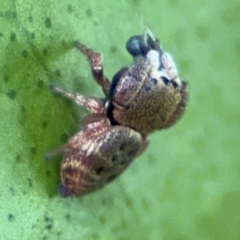 Simaethula sp. (genus) at Alstonville, NSW - 1 Aug 2024 08:21 AM