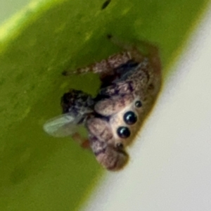 Simaethula sp. (genus) at Alstonville, NSW - 1 Aug 2024 08:21 AM