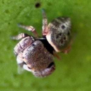 Simaethula sp. (genus) at Alstonville, NSW - 1 Aug 2024 08:21 AM