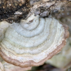 Trametes sp. at Alstonville, NSW - 31 Jul 2024 by Hejor1