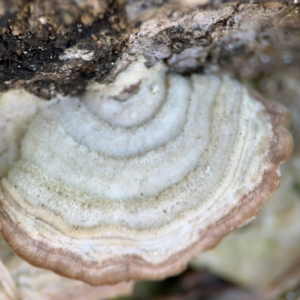 Trametes sp. at Alstonville, NSW - 1 Aug 2024