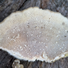 Trametes sp. at Alstonville, NSW - 1 Aug 2024