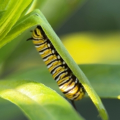 Danaus plexippus at Alstonville, NSW - 31 Jul 2024 by Hejor1