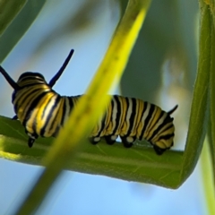 Danaus plexippus at Alstonville, NSW - 1 Aug 2024