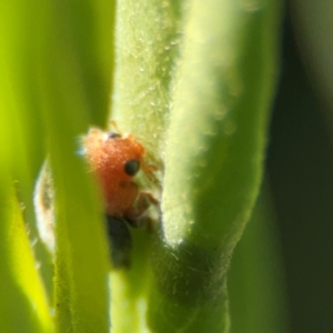 Cryptolaemus montrouzieri at Alstonville, NSW - 1 Aug 2024 08:10 AM