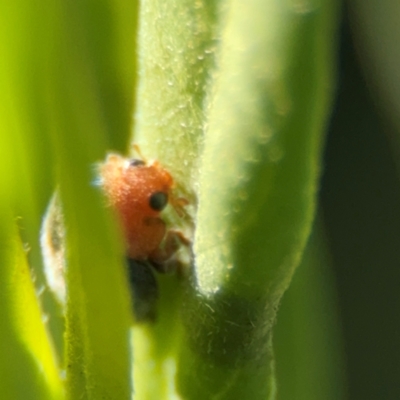 Cryptolaemus montrouzieri at Alstonville, NSW - 31 Jul 2024 by Hejor1