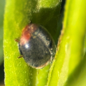 Cryptolaemus montrouzieri at Alstonville, NSW - 1 Aug 2024