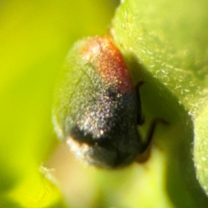 Cryptolaemus montrouzieri at Alstonville, NSW - 1 Aug 2024