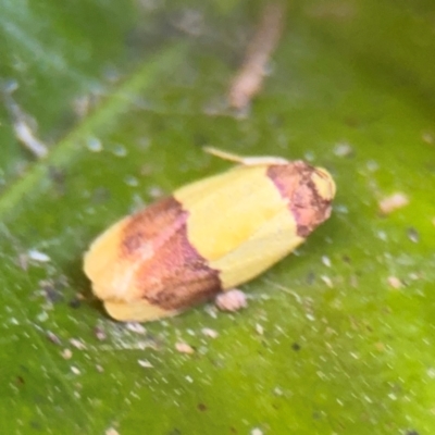 Heterallactis euchrysa (Lithosiinae) at Alstonville, NSW - 31 Jul 2024 by Hejor1