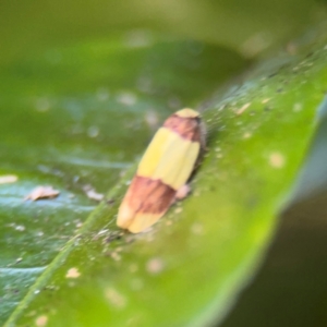 Heterallactis euchrysa at Alstonville, NSW - 1 Aug 2024