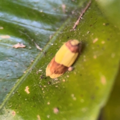 Heterallactis euchrysa at Alstonville, NSW - 1 Aug 2024 07:25 AM