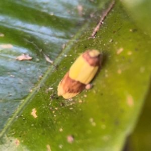 Heterallactis euchrysa at Alstonville, NSW - 1 Aug 2024