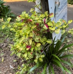 Amaranthus sp. at Alstonville, NSW - 31 Jul 2024 by Hejor1