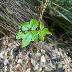 Rubus parvifolius at Alstonville, NSW - 31 Jul 2024 by Hejor1