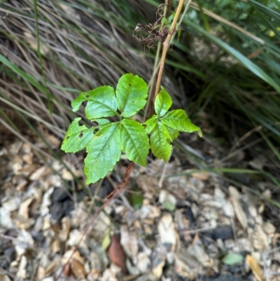 Rubus parvifolius at Alstonville, NSW - 1 Aug 2024 by Hejor1