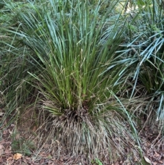 Lomandra sp. at Alstonville, NSW - 1 Aug 2024 by Hejor1