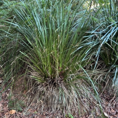 Lomandra sp. at Alstonville, NSW - 31 Jul 2024 by Hejor1