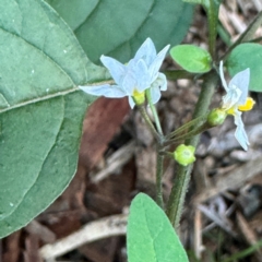 Solanum sp. at Alstonville, NSW - 31 Jul 2024 by Hejor1