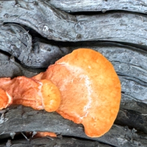 Trametes (old Pycnoporus sp.) at Alstonville, NSW - 1 Aug 2024