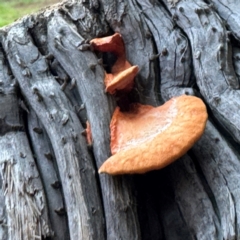 Trametes (old Pycnoporus sp.) at Alstonville, NSW - 1 Aug 2024 07:07 AM