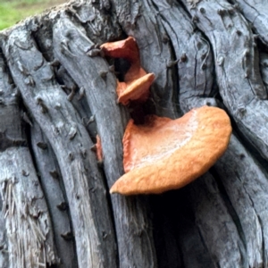 Trametes (old Pycnoporus sp.) at Alstonville, NSW - 1 Aug 2024