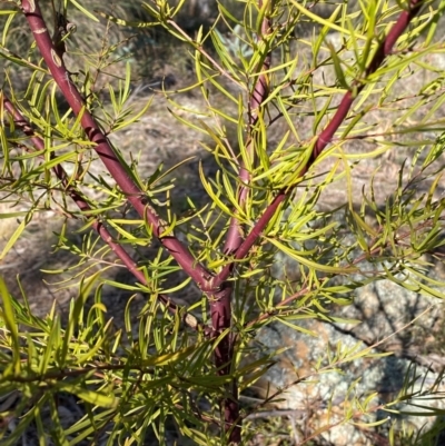 Dodonaea viscosa subsp. angustissima (Hop Bush) at Watson, ACT - 2 Aug 2024 by SteveBorkowskis