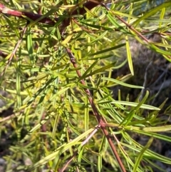 Dodonaea viscosa subsp. angustissima at Watson, ACT - 2 Aug 2024