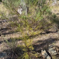 Dodonaea viscosa subsp. angustissima at Watson, ACT - 2 Aug 2024