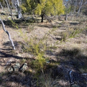 Dodonaea viscosa subsp. angustissima at Watson, ACT - 2 Aug 2024