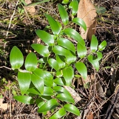 Asparagus asparagoides (Bridal Creeper, Florist's Smilax) at Watson, ACT - 2 Aug 2024 by SteveBorkowskis