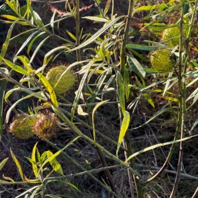 Gomphocarpus physocarpus (Balloon Cotton Bush) at Alstonville, NSW - 1 Aug 2024 by Hejor1