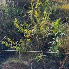 Gomphocarpus physocarpus at Alstonville, NSW - 1 Aug 2024 08:07 AM