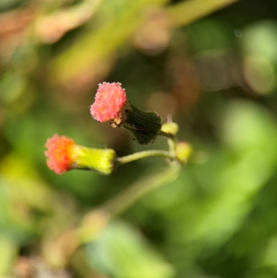 Crassocephalum crepidioides at Alstonville, NSW - 31 Jul 2024 by Hejor1