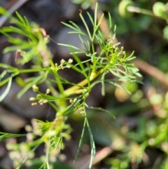 Cyclospermum leptophyllum at Alstonville, NSW - 31 Jul 2024 by Hejor1