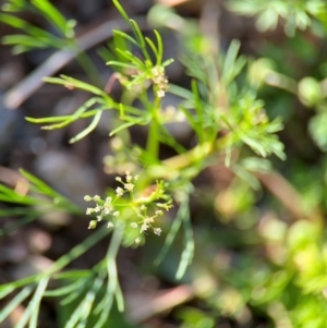 Cyclospermum leptophyllum at Alstonville, NSW - 1 Aug 2024 07:33 AM