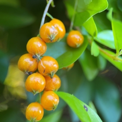 Duranta erecta (pigeon berry, skyflower) at Alstonville, NSW - 1 Aug 2024 by Hejor1