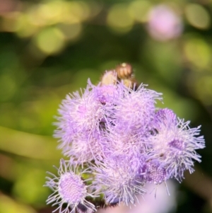 Ageratum houstonianum at Alstonville, NSW - 1 Aug 2024 07:32 AM