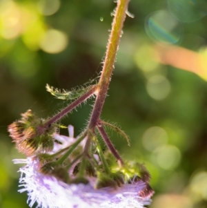 Ageratum houstonianum at Alstonville, NSW - 1 Aug 2024 07:32 AM