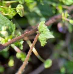 Ageratum houstonianum at Alstonville, NSW - 1 Aug 2024 07:32 AM