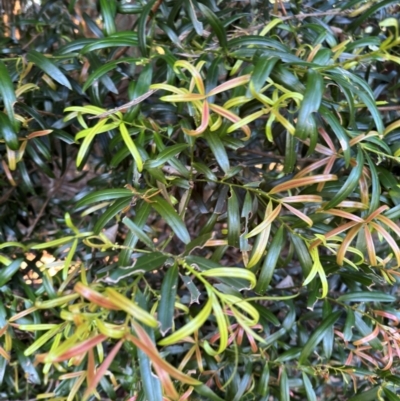 Podocarpus lawrencei at Alstonville, NSW - 1 Aug 2024 by Hejor1